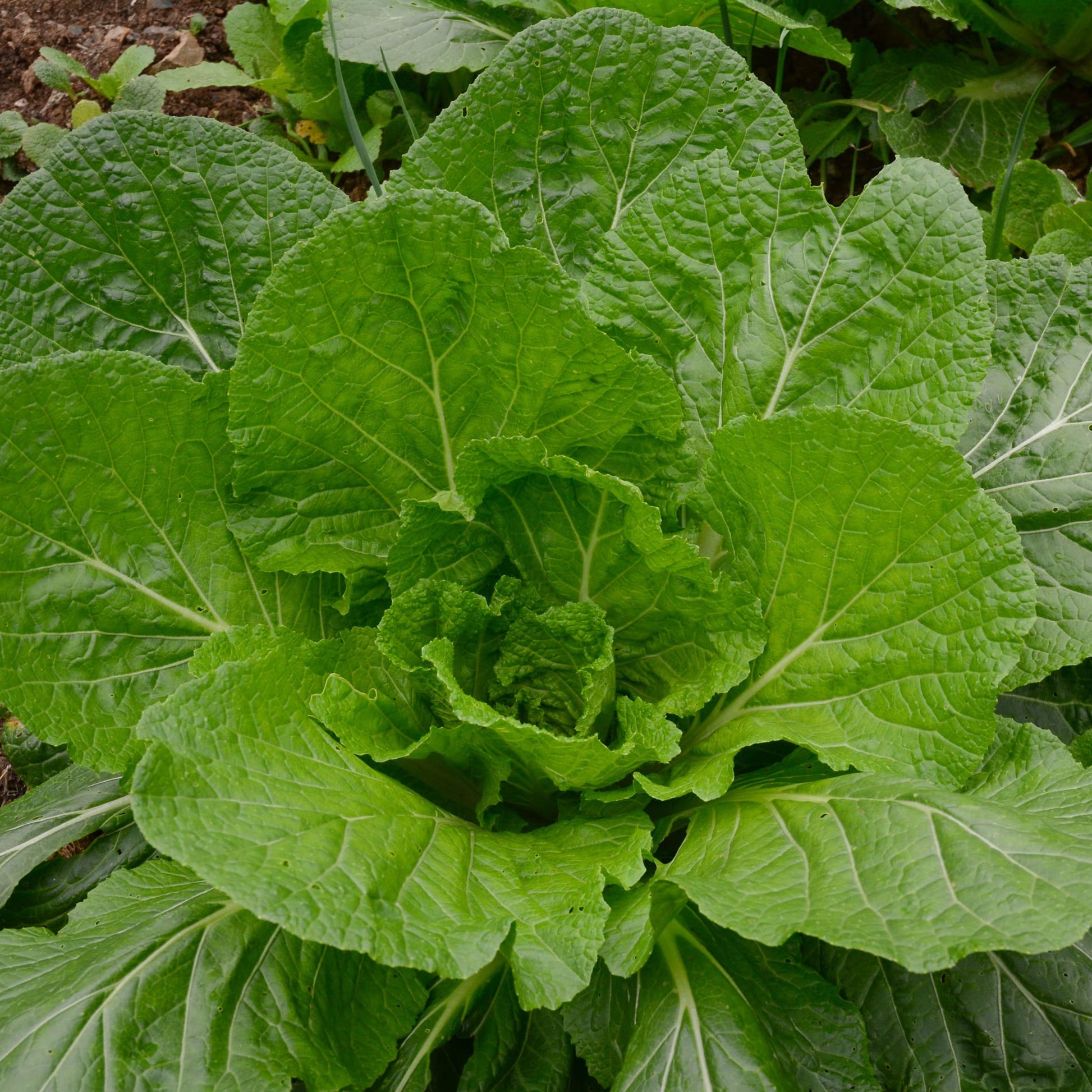Heirloom Florida Broadleaf mustard plants growing in a garden bed