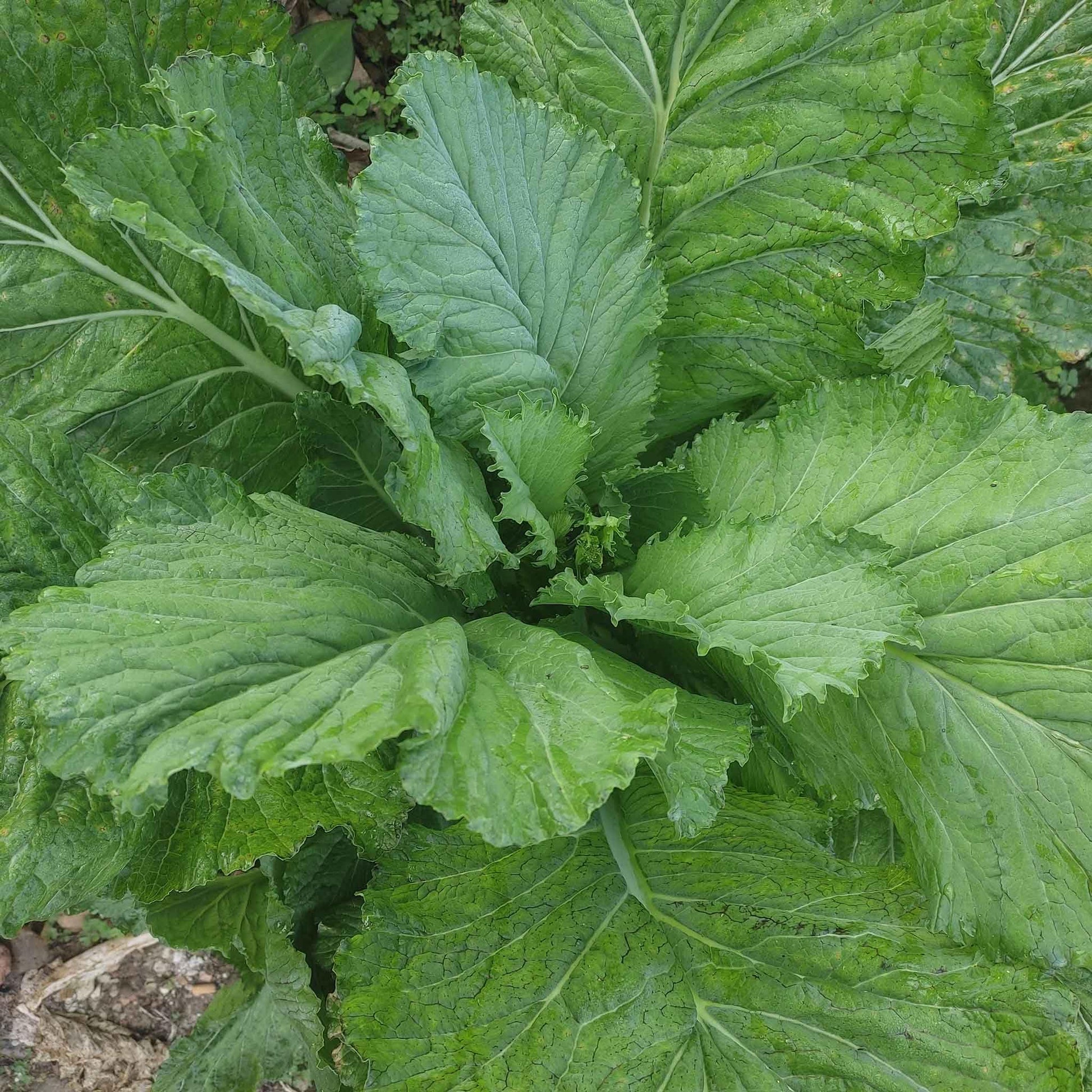 Florida Broadleaf mustard seeds for home vegetable garden planting