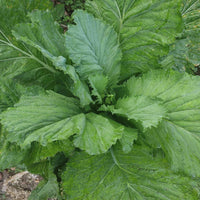 Florida Broadleaf mustard seeds for home vegetable garden planting