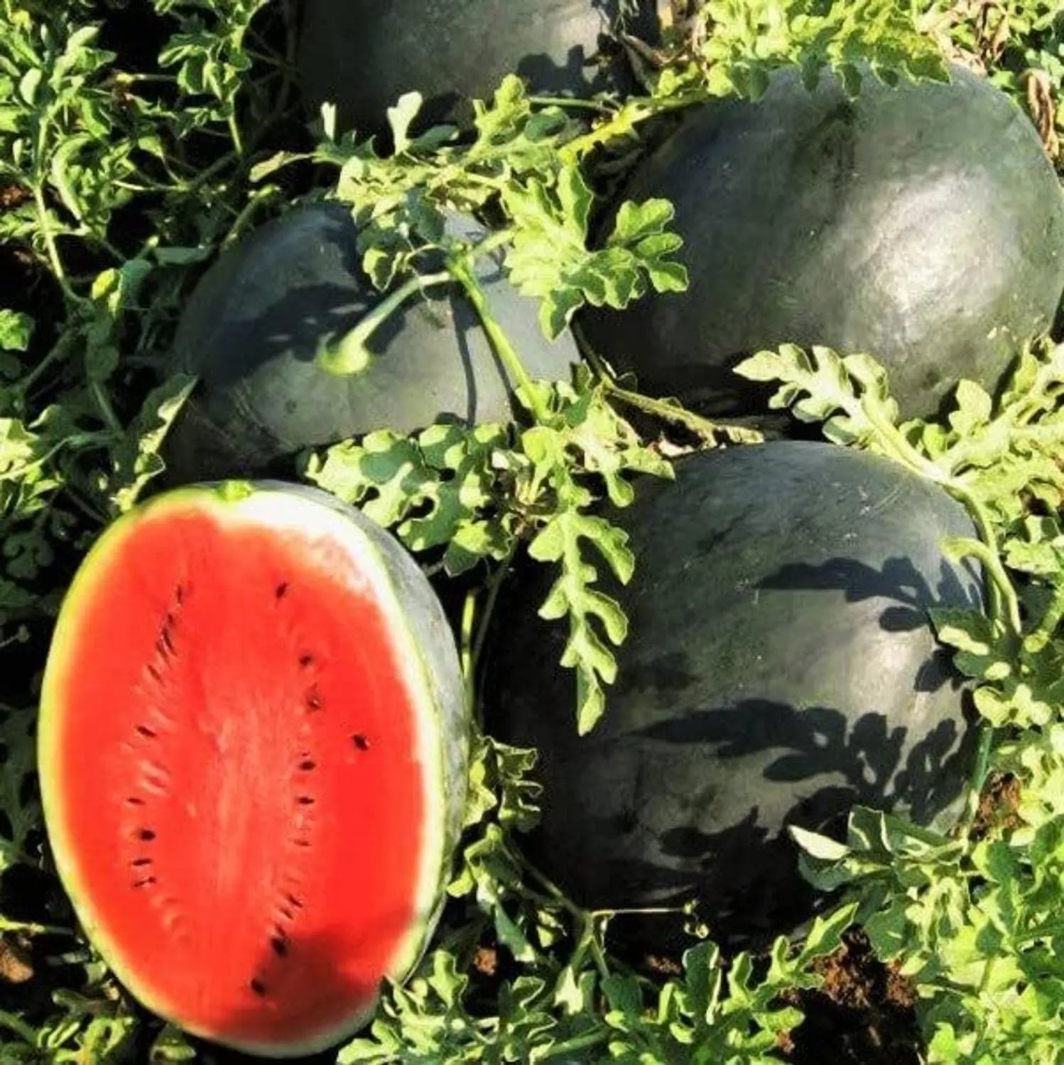 Florida Giant watermelon growing on vines in a garden