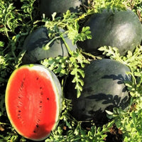 Florida Giant watermelon growing on vines in a garden