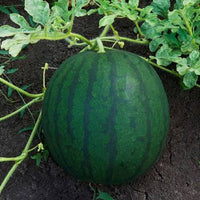 Florida Giant Watermelon seeds for home garden planting