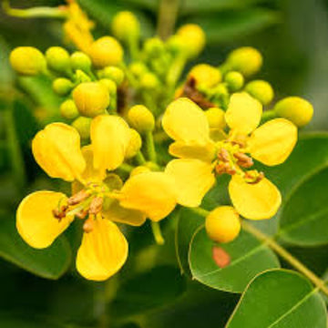 Yellow Cassia Flower seeds for Planting - Garden Favorite, Heirloom & GMO Free Seeds for Home Garden