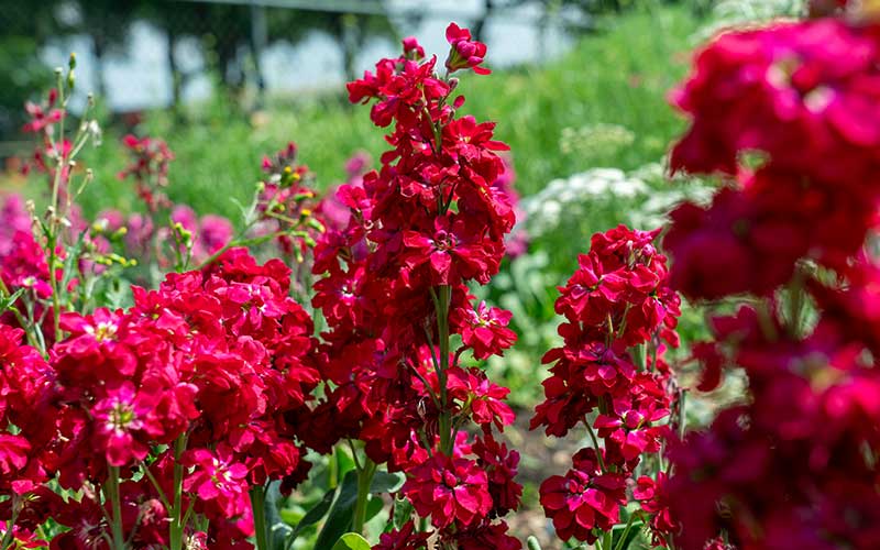 Maroon Matthiola Incana Flower seeds for Planting - Long Bloom Season, Heirloom & GMO Free Seeds for Home Garden