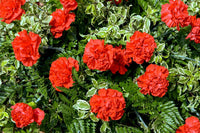 Light Red Carnation Flower Seeds for Planting Shade Tolerant Heirloom & GMO Free Seeds for Home Garden
 
 Sale