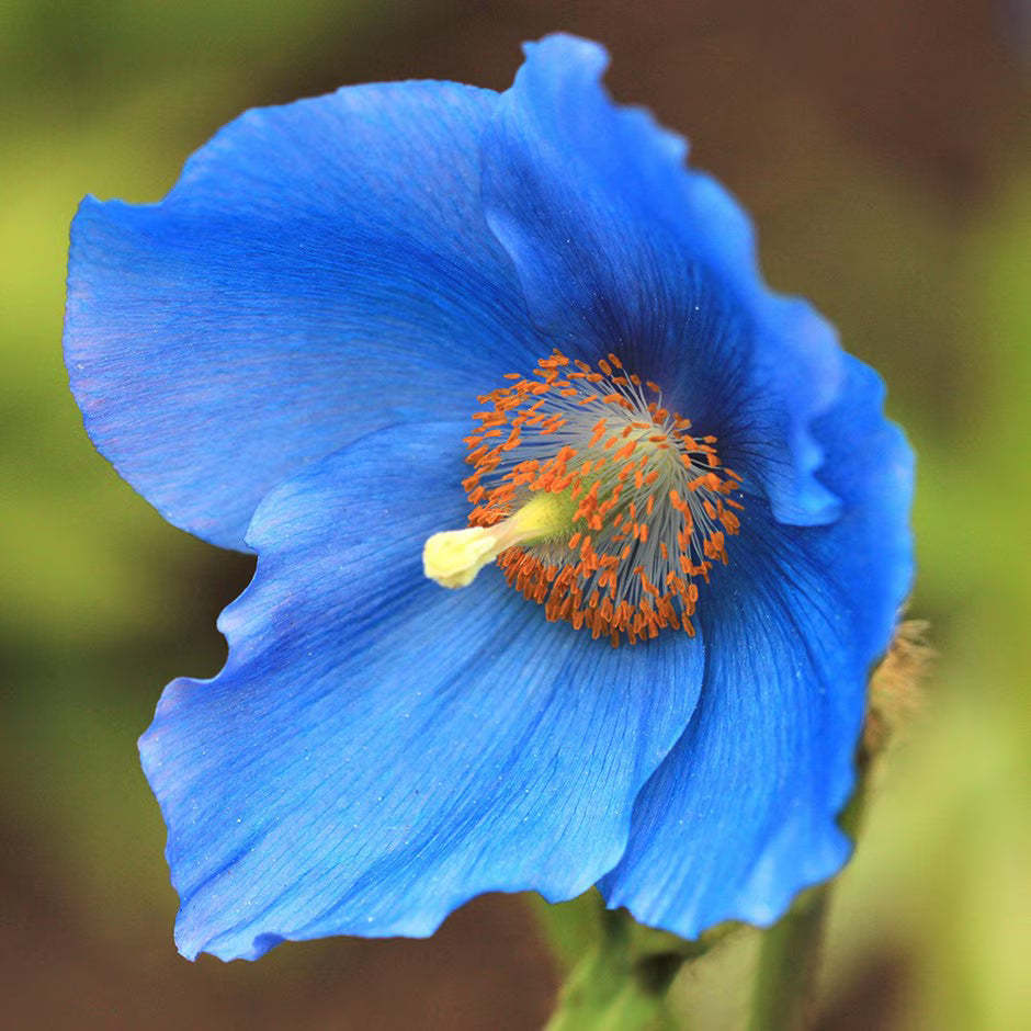 Himalayan Blue Poppy blooms suitable for cool climate landscape gardens