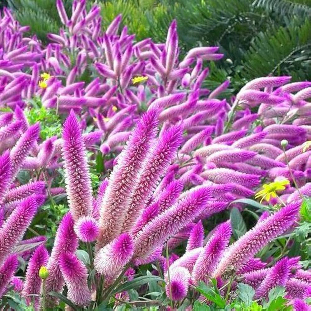 Mixed Celosia Spicata Flamingo Feather blooms with vibrant upright flower spikes.