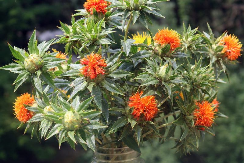 Heirloom SafFlower seeds for Planting Garden Favorite Heirloom & GMO Free Seeds for Home Garden