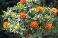 Safflower Flower seeds for Planting Colorful Display Heirloom & GMO Free Seeds for Home Garden