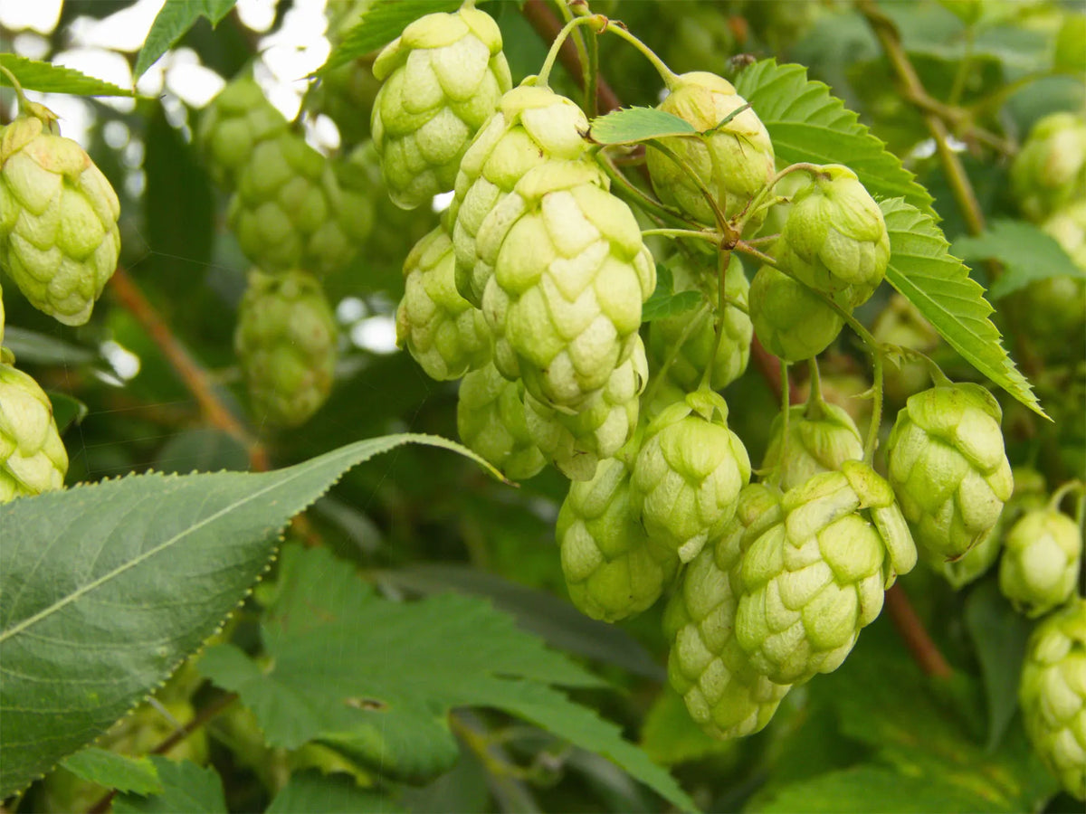 Pale Green Humulus Lupulus Seeds for Planting – Heirloom NonGMO Organic Garden Seeds – Hardy Variety High Germination
 
 Sale for planting in home garden