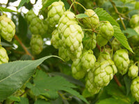 Pale Green Humulus Lupulus Seeds for Planting – Heirloom NonGMO Organic Garden Seeds – Hardy Variety High Germination
 
 Sale for planting in home garden