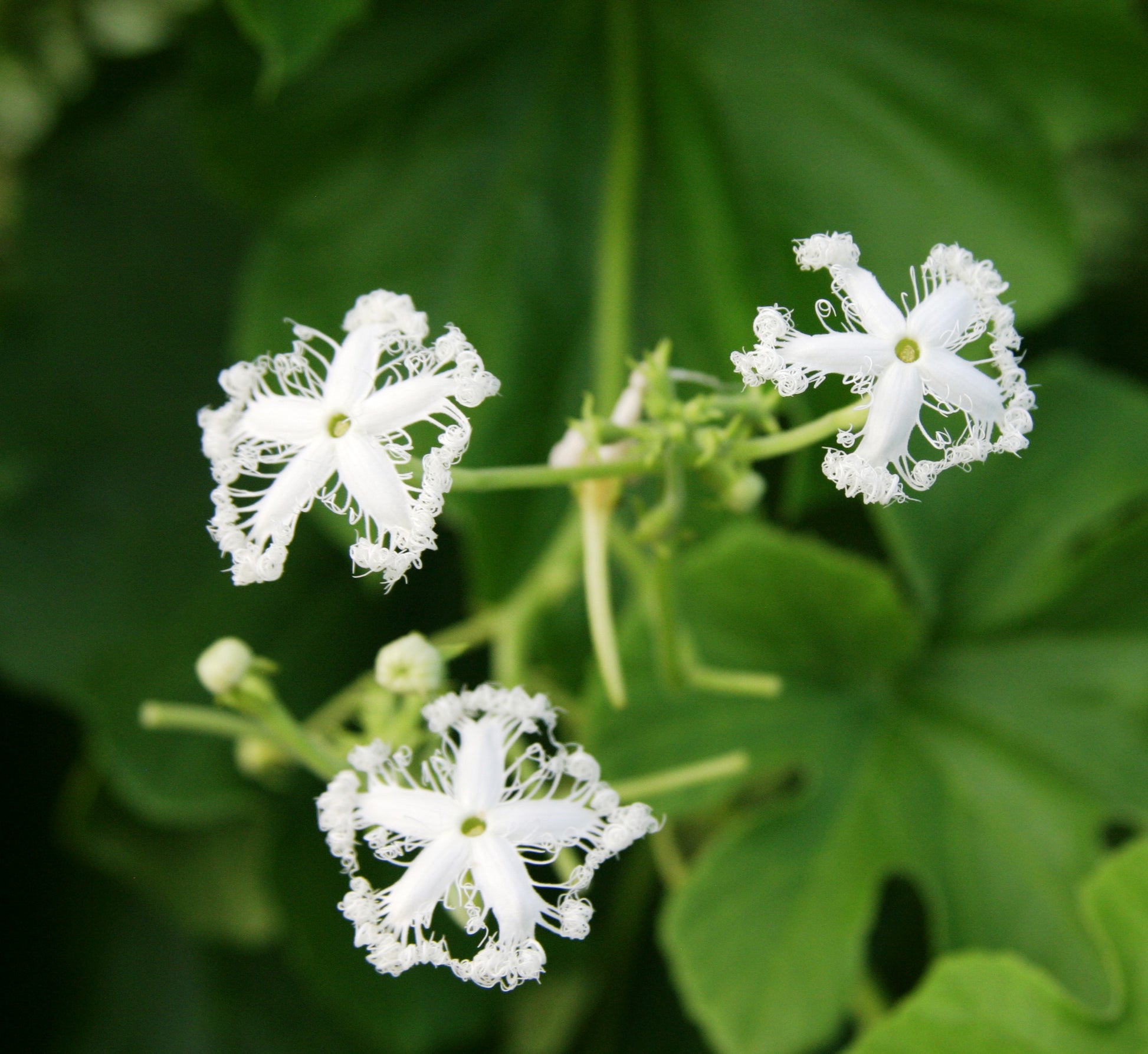White Trichosanthes Cucumerina Flower seeds for Planting - Vibrant Colors, Heirloom & GMO Free Seeds for Home Garden