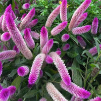 Heirloom Celosia Spicata Flamingo Feather flower seeds for outdoor garden planting.