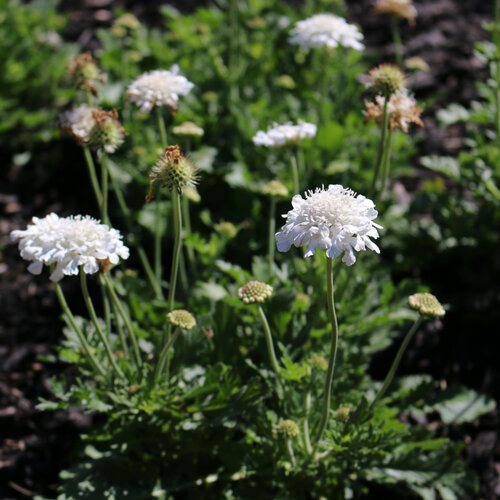 Heirloom Scabiosa Flower seeds for Planting Bright Blooms Heirloom & GMO Free Seeds for Home Garden