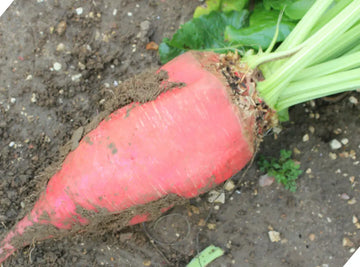 Fodder Beet seeds for planting in home gardens