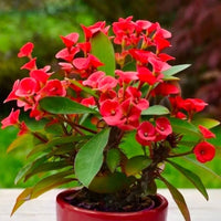 Euphorbia Flower seeds for Planting Low Maintenance Heirloom & GMO Free Seeds for Home Garden
