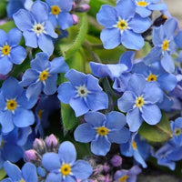 Forget Me Not flower seeds suitable for borders, containers, and landscape planting.