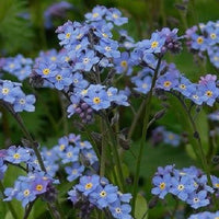 Forget Me Not wild flower seeds for planting in home gardens.