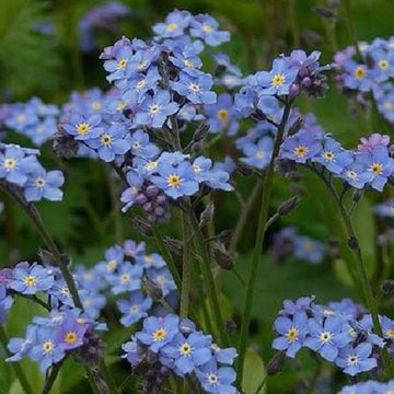 Forget Me Not wild flower seeds for planting in home gardens.