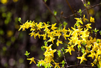Trifoliate (Trifoliate Forsythia) seeds for planting in home garden