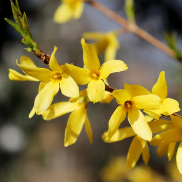 Yellow Forsythia Flower Seeds Planting Guide