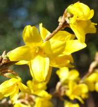Trifoliate Forsythia Flower seeds for Planting - Sun Loving, Heirloom & GMO Free Seeds for Home Garden