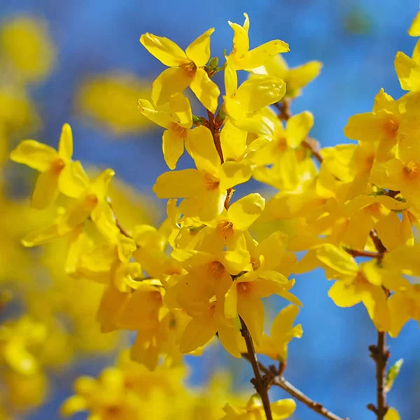 Forsythia Hampshire Flower seeds for Planting Premium Quality Heirloom & GMO Free Seeds for Home Garden