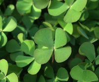 Young Four Leaf Clover plants growing in a decorative garden bed