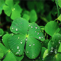 Four leaf clover plants growing as lush green ground cover.