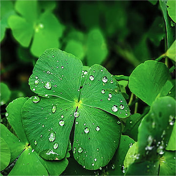 Four leaf clover plants growing as lush green ground cover.