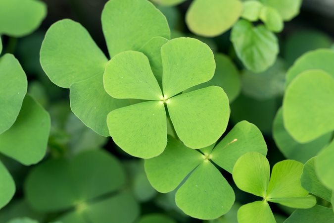 Irish Clover Shamrock Seeds – Heirloom Non-GMO Flowers for Garden Planting