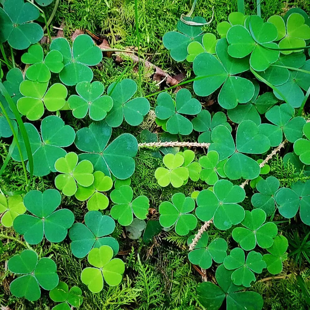 Four Leaf Clover plant seeds for planting in home gardens and lawns.