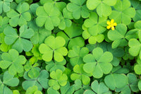 Four Leaf Clover seeds for planting in home gardens and containers