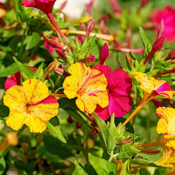 Colorful Four O'Clock Marvel flowers blooming in a garden