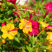 Colorful Four O'Clock Marvel flowers blooming in a garden
