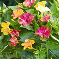 Four O'Clock Marvel flower seeds for garden planting