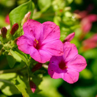 Four O’Clock Flower plants adding vibrant color to a garden border.

