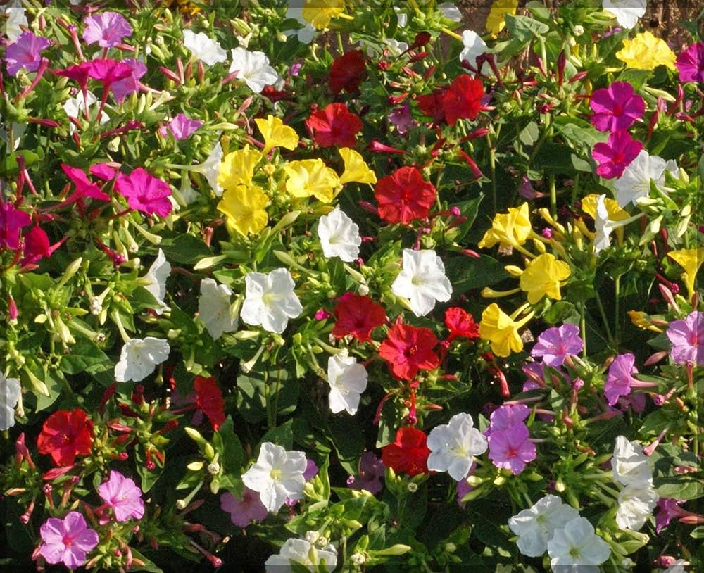 Heirloom Four O'Clock Mix flower seeds suitable for home gardens and containers