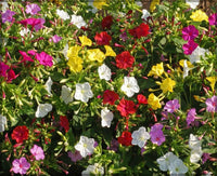 Heirloom Four O'Clock Mix flower seeds suitable for home gardens and containers