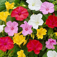 Four O'Clock Mirabilis Jalapa Mix flower seeds for colorful garden planting