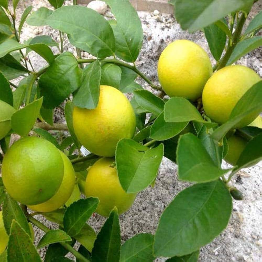 Healthy Four Seasons Eureka Lemon live plant growing in a home garden container.