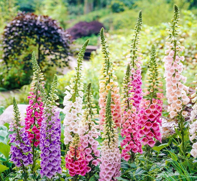 Foxglove Digitalis purpurea mixed colours flower seeds for home gardens
