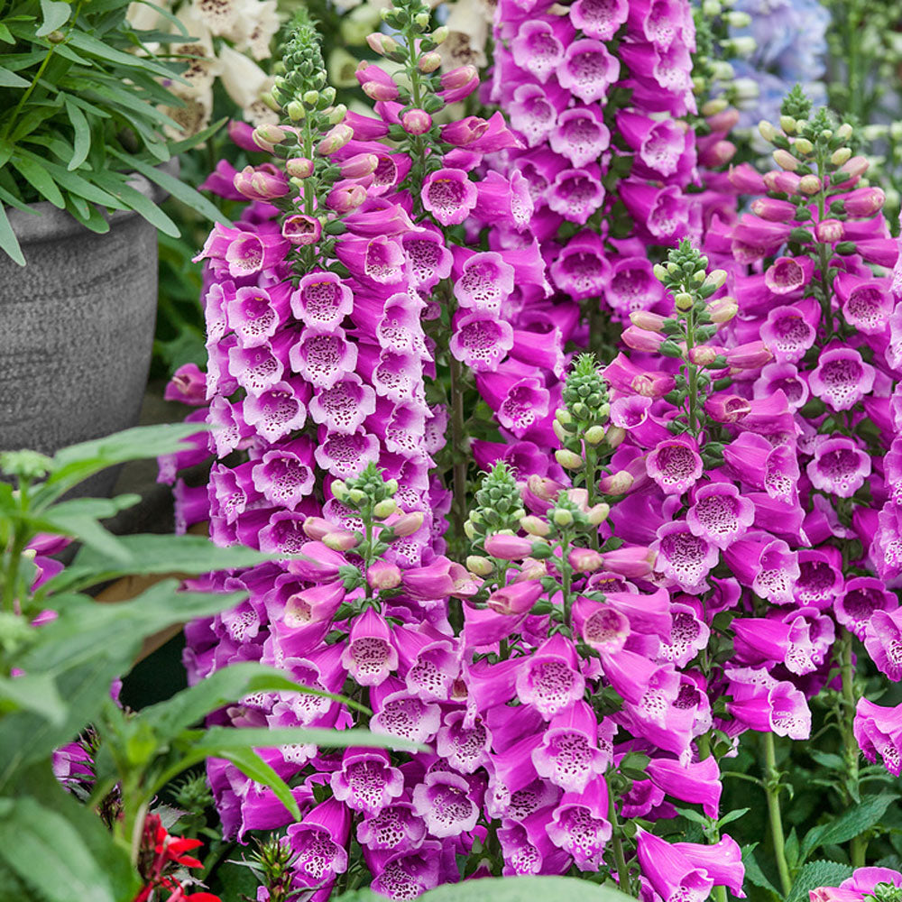 Purple Foxglove Digitalis Seeds – Tall Bell-Shaped Flowers for Garden Planting