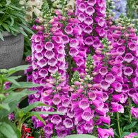 Purple Foxglove Digitalis Seeds – Tall Bell-Shaped Flowers for Garden Planting