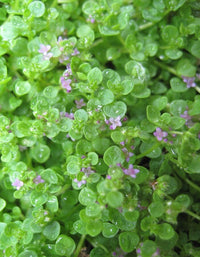 Close-up of Mentha requienii foliage growing in a rock garden.