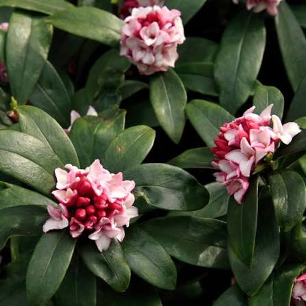 Fragrant Daphne flowers growing in a decorative garden border.