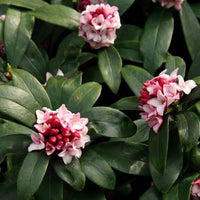Fragrant Daphne flowers growing in a decorative garden border.