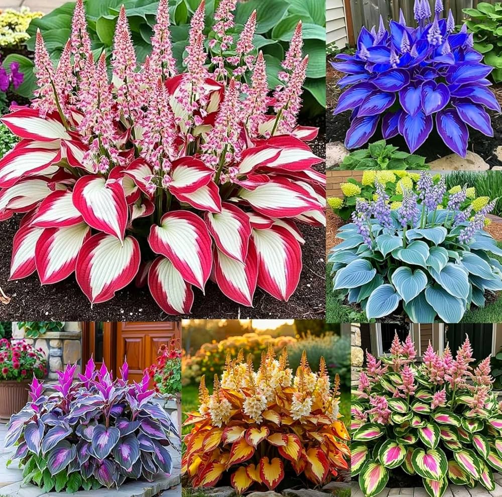 Fragrant Hosta seeds suitable for woodland gardens and containers.