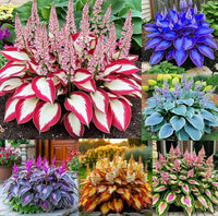 Fragrant Hosta seeds suitable for woodland gardens and containers.