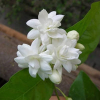 Fragrant Jasmine Flowers Growing in Home Garden